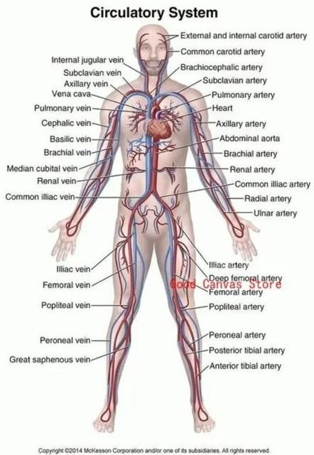 Muskelsystem Anatomie Poster Sweet Art Gallery Leinwanddruck für Schule und Medizin B: 70 cm, H: 100 cm - Bild 1