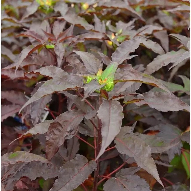 Hibiscus moscheutos Summerific Holi Graile Staudeneibisch von Nr-01.de - Bild 1