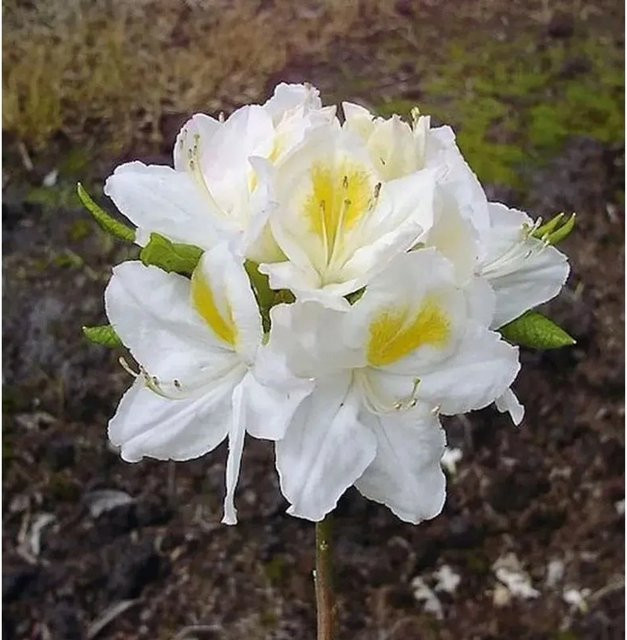 Rhododendron luteum Azalee Persil Alpenrose als Zierstrauch für den Garten, Höhe: 30-40 cm - Bild 1
