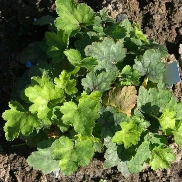 Heucherella tiarelloides Bridget Bloom Purpurglöckchen als Bodendecker für den Garten in Grün - Bild 1