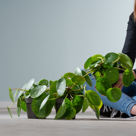 BIO Pilea Zimmerpflanze von BLUME2000, 3 Stück, Grün