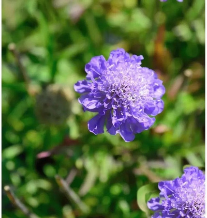Scabiosa caucasica Kaukasus Skabiose Blauer Atlas als mehrjährige Beetpflanze und Schnittblume in Blau und Violett