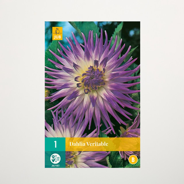 Kaktus-Dahlie Veritable Knolle von BLUME2000 - Bild 1