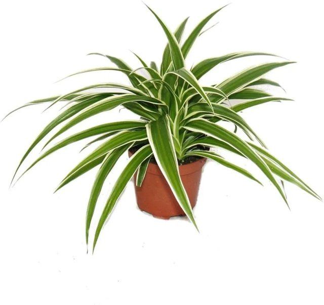Exotenherz Chlorophytum Grünlilie Brautschleppe Zimmerpflanze in Grün im 9 cm Topf - Bild 1