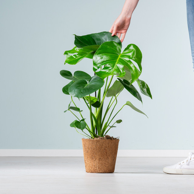 Monstera Taurii Pflanze von BLUME2000 in Grün mit herzförmigen Blättern - Bild 1