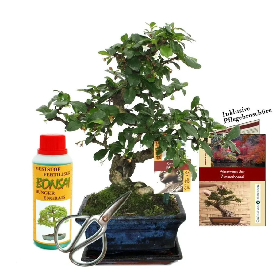 Exotenherz Bonsai Carmona Fukientee Geschenkset für Anfänger mit Keramiktopf, ca. 6 Jahre alt - Bild 2
