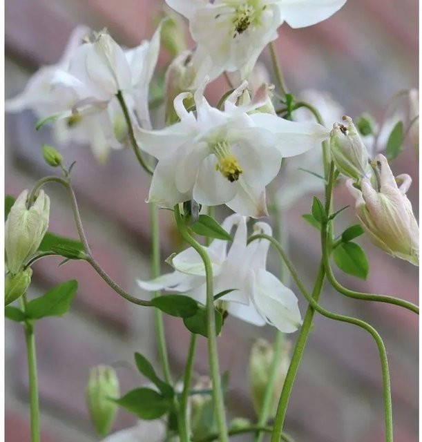 Akelei White Barlow Aquilegia vulgaris weiße Gartenstaude - Bild 1
