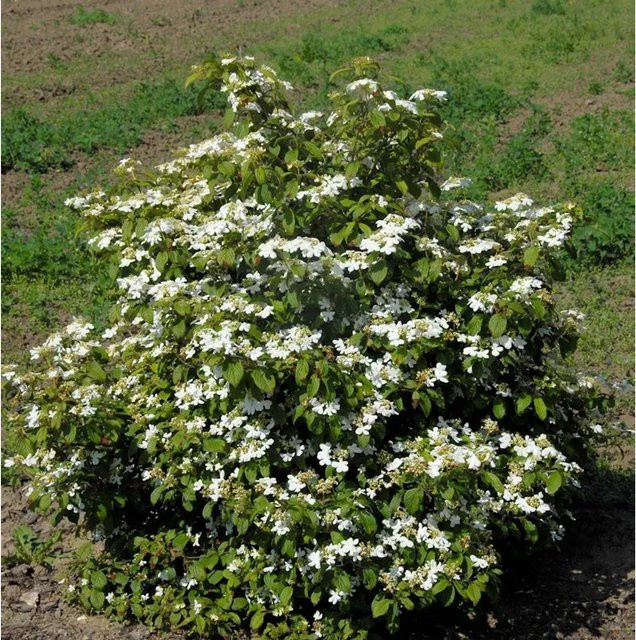 Gefüllter Schneeball Watanabe Viburnum plicatum als weißer Zierstrauch für den Garten, Höhe: 80-100 cm - Bild 1