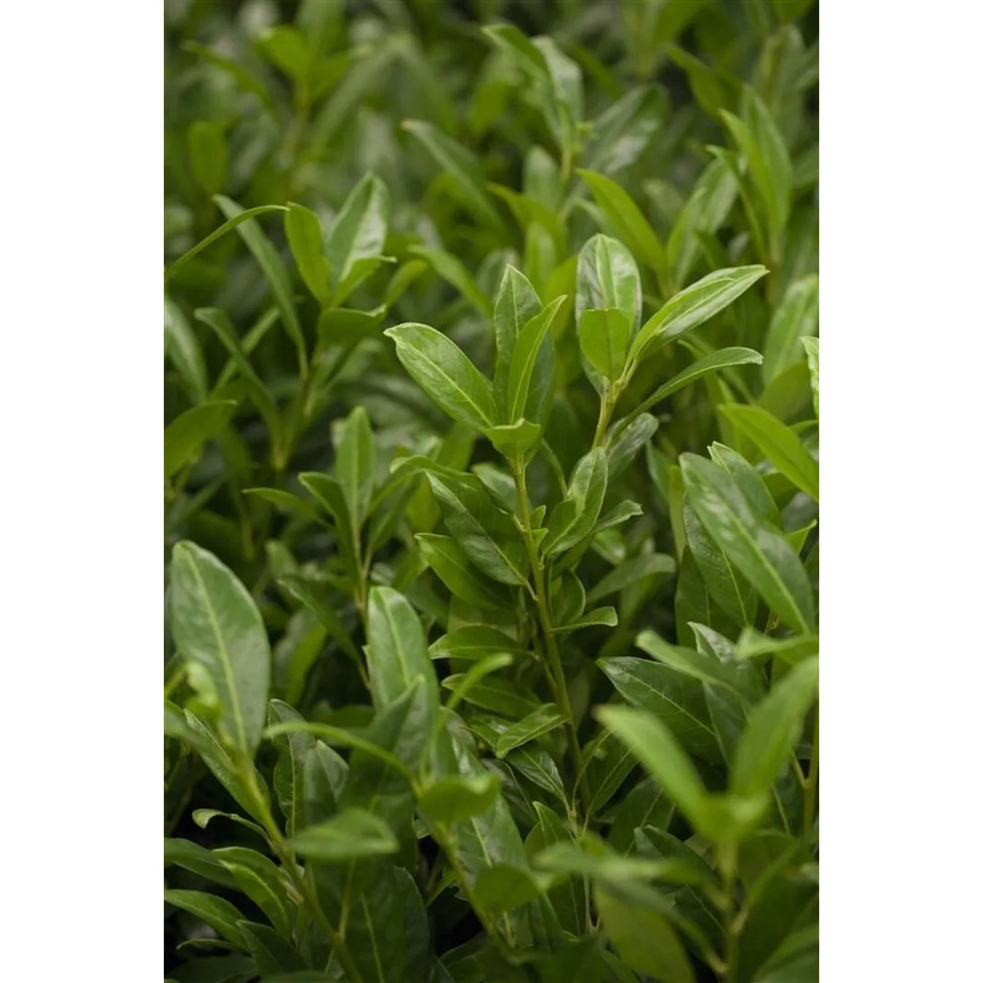Prunus Aurocerasus Herbergii Kirschlorbeer als Heckenpflanze, Höhe: 80-100 cm, Grün und Weiß - Bild 2