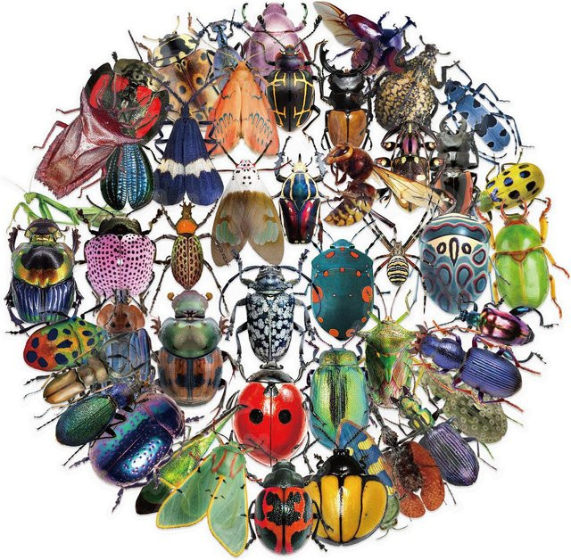 50 Stück Insekten-Aufkleber von Binchi Outdoor Product in Multicolour für Laptop, Wasserflasche und Auto - Bild 1