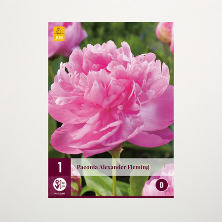Pfingstrose Alexander Fleming Rhizom von BLUME2000