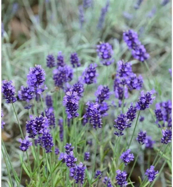 Echter Lavendel Arabian Nights Lavandula angustifolia in lila, mehrjährige Gartenpflanze im Topf - Bild 1