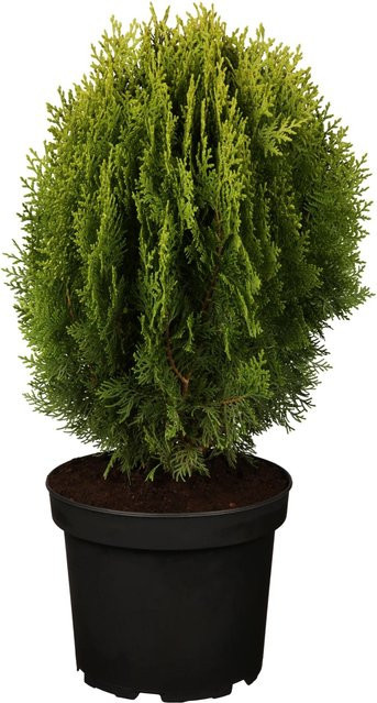 OBI Zwerglebensbaum Thuja orientalis Aurea Nana Gelb im Topf, Höhe: 10 - 20 cm - Bild 1
