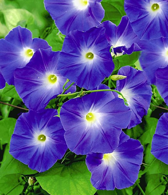 Trichterwinde Blue Hardy - Bild 1