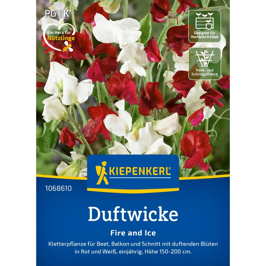 Kiepenkerl Duftwicke Fire and Ice Lathyrus odoratus Blumensamen für Zäune, Gitter und als Schnittblume - Bild 2