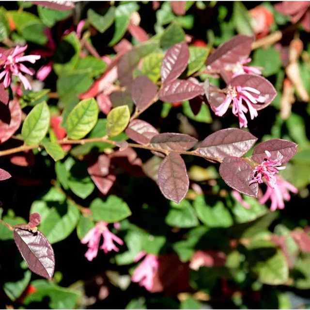 Loropetalum chinense Pipas Red Hochstamm Riemenblüte, Farbe: Rot, Höhe: 80-100 cm - Bild 1