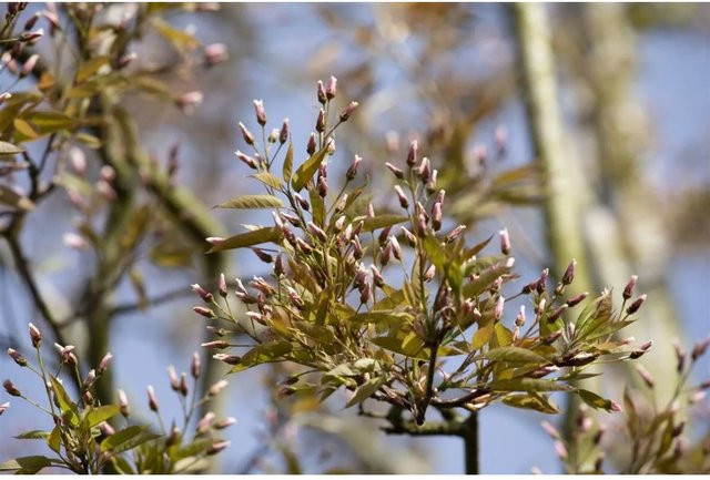 Amelanchier Arborea Robin Hill Felsenbirne mit rosa Blüten, Zierstrauch und Baum für den Garten, Höhe: 80–100 cm - Bild 1