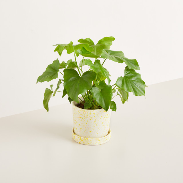 Blumentopf mit Untersetzer von BLUME2000 aus Keramik in Gelb gesprenkelt, Höhe: 14,5 cm - Bild 1