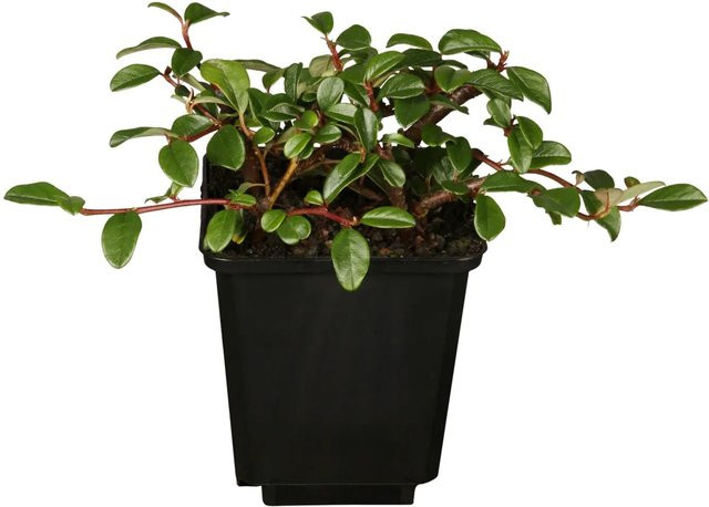 Teppichmispel Cotoneaster dammeri Helix als Bodendecker im Topf mit einem Topf-Durchmesser von ca. 9 cm - Bild 1