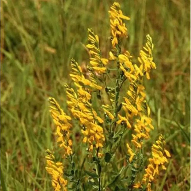 Deutscher Ginster Genista germanica gelbe Blüte Höhe: 40-60 cm - Bild 1