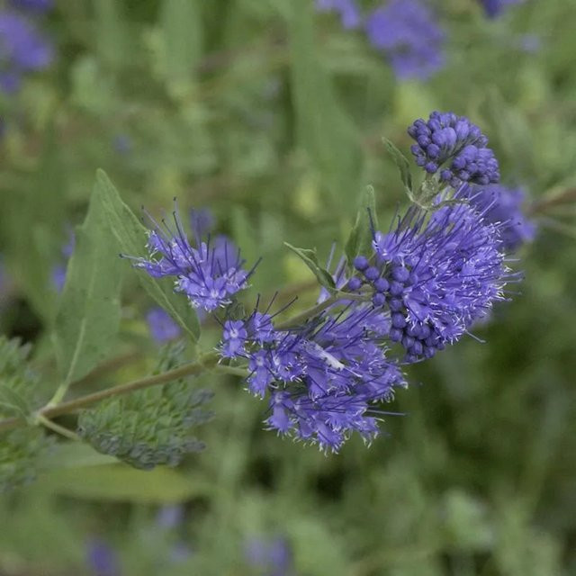 Caryopteris clandonensis Bartblume Beyond Midnight blauer Strauch 20-30 cm - Bild 1