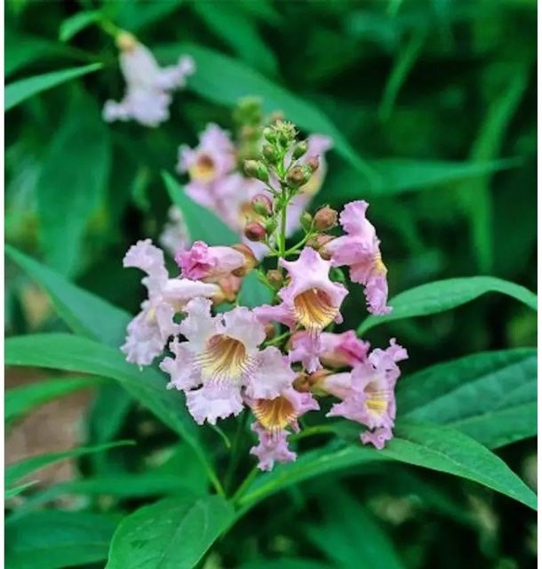 Chitalpa taschkensis Sommerglocke Pink Dawn Zierbaum in Pink, Höhe: 100-125 cm - Bild 1