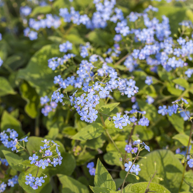 3er Set Brunnera macrophylla Kaukasus-Vergissmeinnicht von BLUME2000 pflegeleichte Gartenstauden für Beete und Rabatten - Bild 1