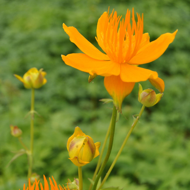 BIO Trollblume Golden Queen Trollius chinensis Stauden von BLUME2000, 3 Stück - Bild 1