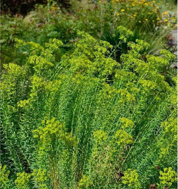 Steppen Wolfsmilch Sternenwolke Euphorbia seguieriana als grüner Bodendecker für Steingarten und Bauerngarten - Bild 1