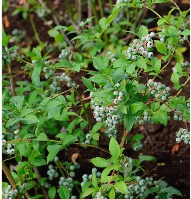 Heidelbeere Puru Vaccinium corymbosum Beerenstrauch mit dunkelblauen Früchten - Bild 1