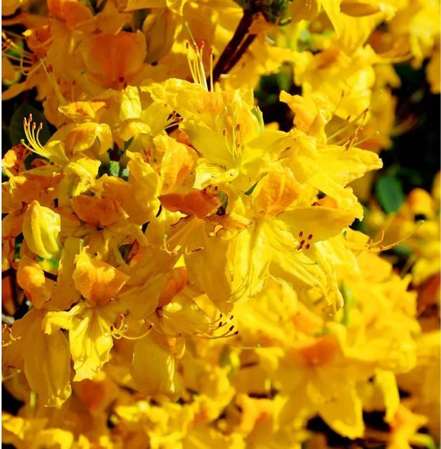 Azalee Goldpracht Rhododendron luteum in Gelb, Höhe: 50-60 cm - Bild 1