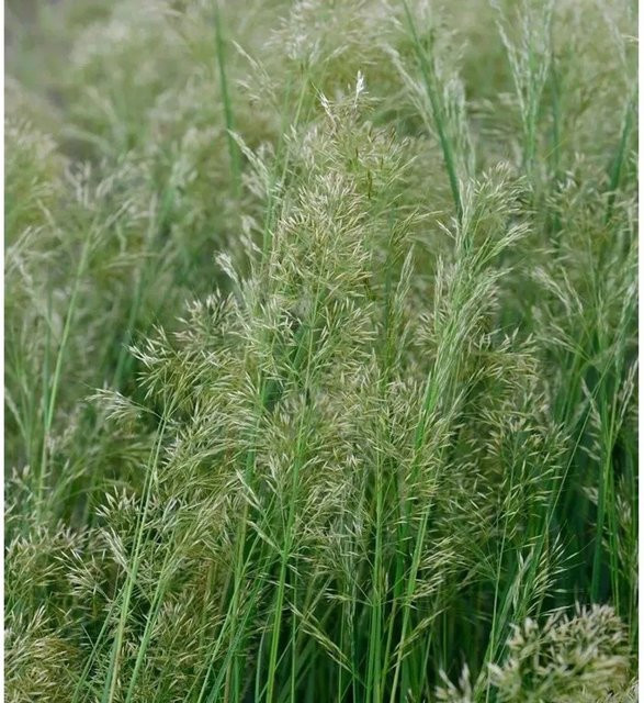 Reitgras Avalanche Calamagrostis acutiflora Gräser im Topf grün - Bild 1
