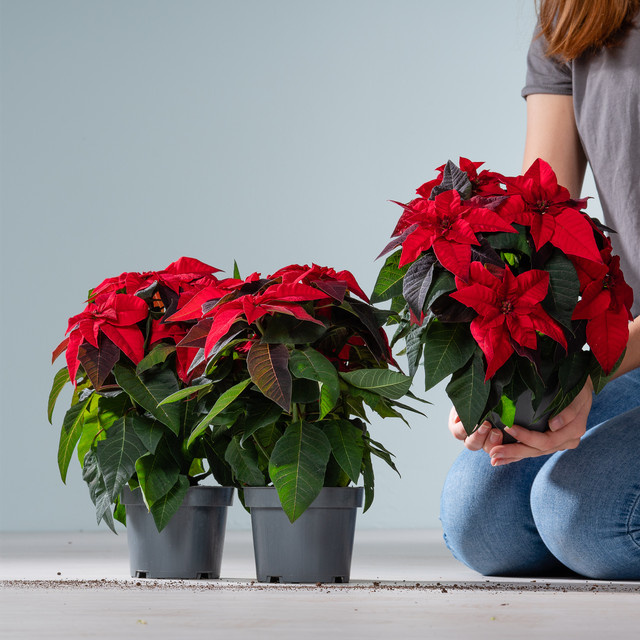 3er Set Weihnachtsstern Princettia Euphorbia in Rot und Grün von BLUME2000 - Bild 1