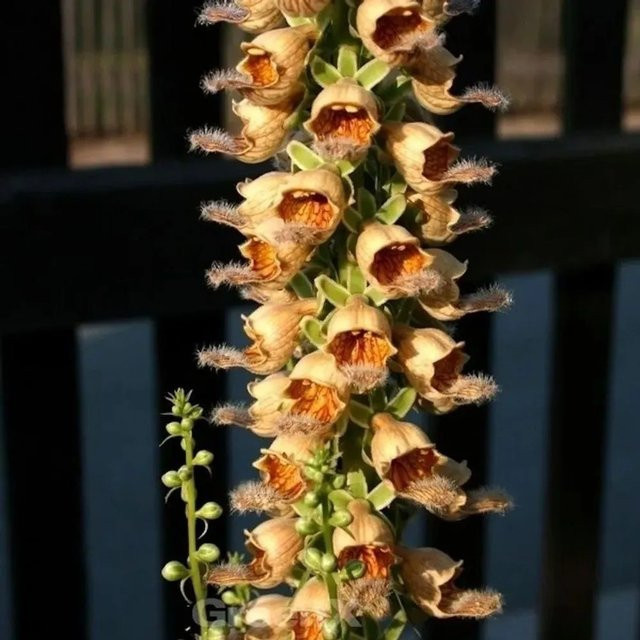 Rostfarbener Fingerhut Gigantea Digitalis ferruginea gelb mehrfarbig als mehrjährige Pflanze für den Freilandbereich von Nr-01.de - Bild 1