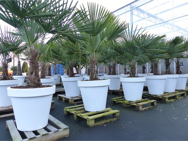 Winterharte Hanfpalme Trachycarpus fortunei von Grünwaren inkl. weißem Pflanzkübel, Höhe: 180 - 220 cm - Bild 1