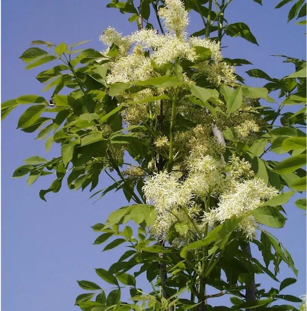 Hochstamm Blumenesche Mec격 Fraxinus ornus als Laubbaum von Nr-01.de, Höhe: 60-80 cm - Bild 1