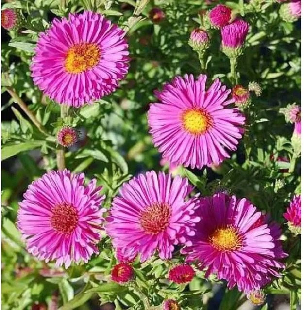 Kissenaster Jenny Aster dumosus als pflegeleichter Bodendecker - Bild 1