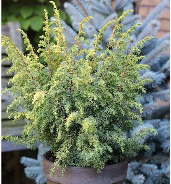 Heidewacholder Schneverdinger Goldmarie Juniperus communis Strauch in Goldgelb und Grün, Höhe: 40-60 cm - Bild 1