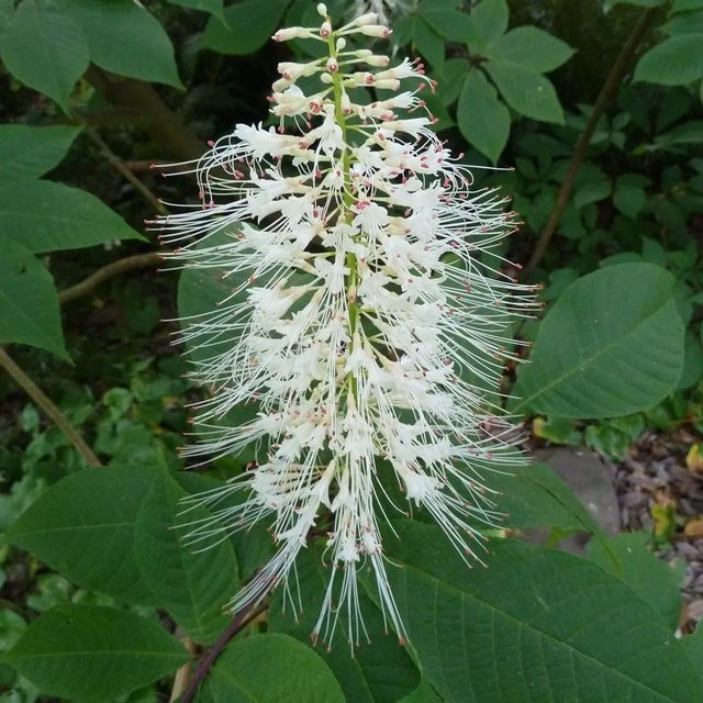 Arborix Strauchkastanie Aesculus parviflora mit weißen Blüten im Container, Höhe: 60 bis 80 cm - Bild 1