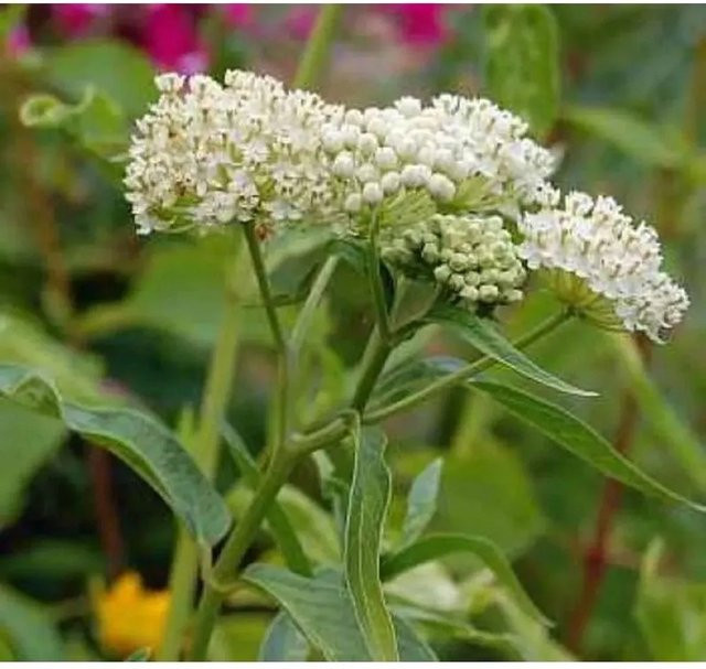 Seidenpflanze Asclepias incarnata in Pink - Bild 1
