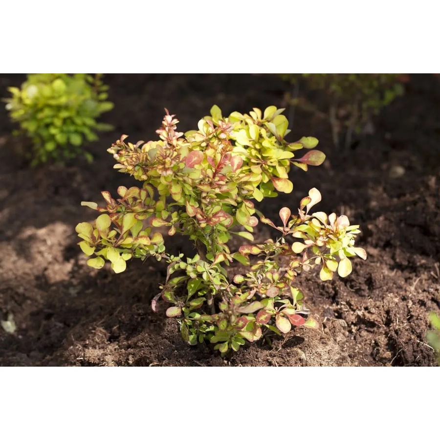 Berberis thunbergii Zierstrauch als Heckenpflanze für den Garten, Höhe: 100-125 cm - Bild 2