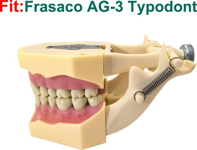 Frasaco AG3 Typodont-Modell, 32 Stück einschraubbare Zähne - Bild 1