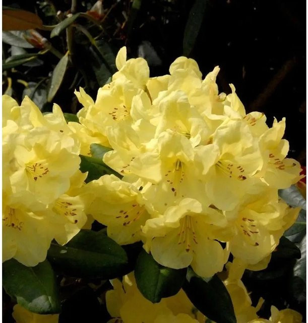 INKARHO Rhododendron Goldinetta Alpenrose gelb, großblumiger Strauch für den Außenbereich - Bild 1