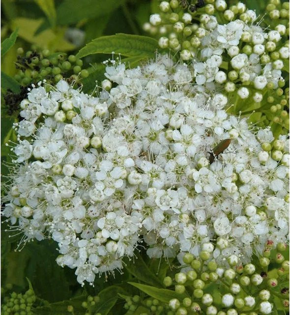 Weiße Zwergspiere Spiraea japonica als pflegeleichte Heckenpflanze von Nr-01.de - Bild 1