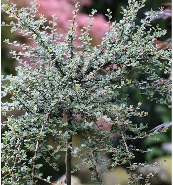 Hochstamm Kleinblättrige Zwergmispel Mirelle Cotoneaster cochleatus, Höhe: 40-60 cm - Bild 1