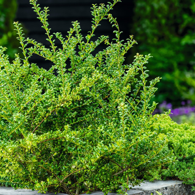 Ilex Glorie Dwarf Zwerg-Ilex von BLUME2000 für deinen Garten und als Hecke - Bild 1