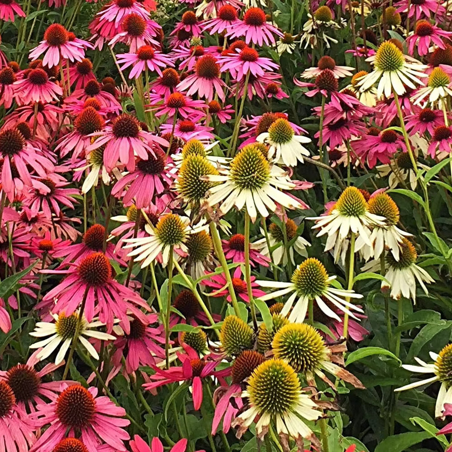 Echinacea Samen Sortenmischung mit rosa, weißen und gelben Blüten für Bienen und Schmetterlinge - Bild 4