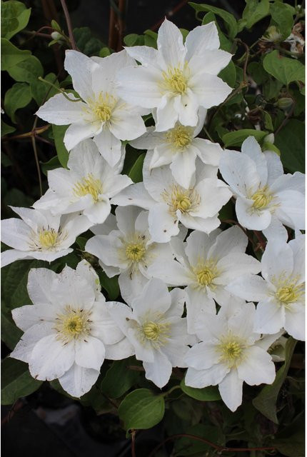 Waldrebe Gladys Picard Weiß, Höhe: 40 - 60 cm, Topf-Durchmesser: 17 cm - Bild 1