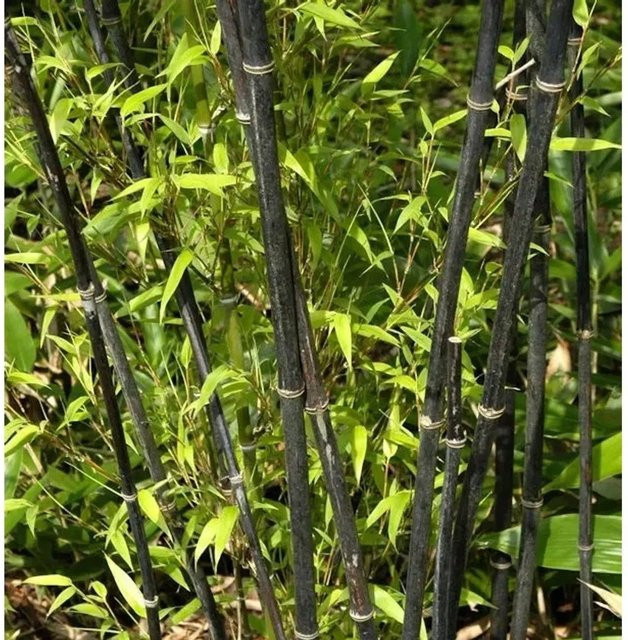 Schwarzrohrbambus Phyllostachys nigra in Schwarz, Höhe: 100-125 cm - Bild 1