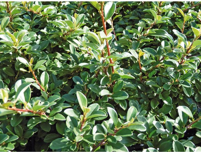 Cotoneaster dammeri Kriechmispel Helix Bodendecker in Topf mit Topf-Ø ca. 9 cm - Bild 1